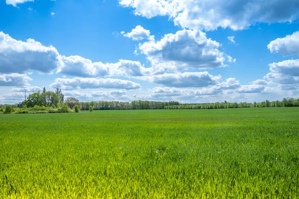 Vista Sobre Campo Milho Para Árvores Horizonte Sob Céu Azul — Fotografia de Stock