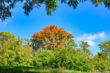 Berlin, Almanya 'da mavi gökyüzünün altında günışığında renkli sonbahar yaprakları..
