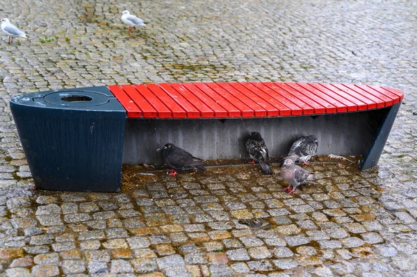 Duvor Som Har Tagit Skydd Från Regn Bänk — Stockfoto