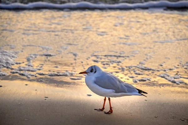 Una Gaviota Caminando Por Playa Luz Del Sol Naciente — Foto de Stock