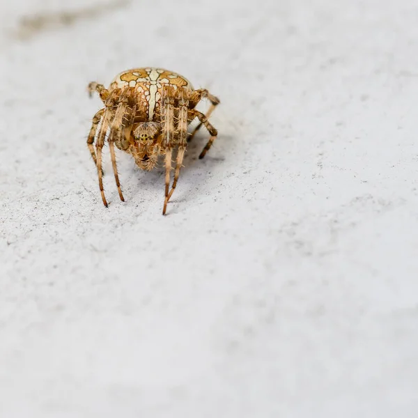 Macro Opname Van Een Grote Europese Tuinspin Araneus Diadematus — Stockfoto