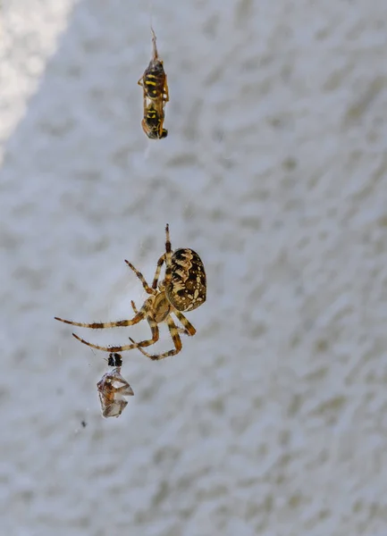Después Pelea Entre Dos Arañas Diferente Tamaño Más Pequeño Perdido —  Fotos de Stock