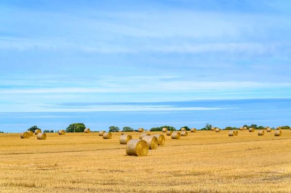 明るい青空の下でわらの俵と収穫トウモロコシ畑 — ストック写真