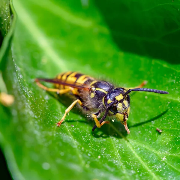 马龙蜂 Polistes Dominula 坐在树叶上清洁触角的宏观照片 — 图库照片