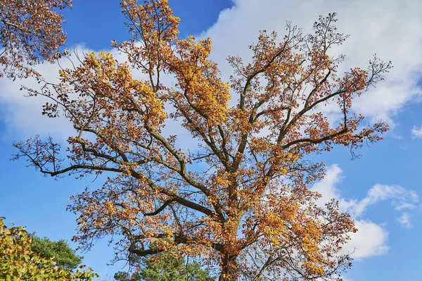 Кольорове Осіннє Листя Дуба Род Quercus Сонці — стокове фото