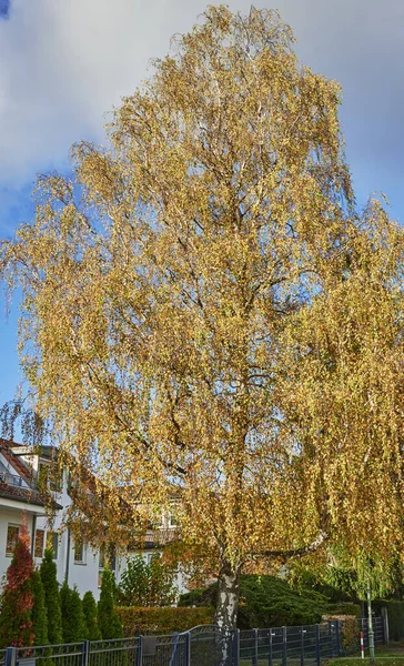 太陽の下でカラフルな白樺 ベトゥラ属 の紅葉 — ストック写真