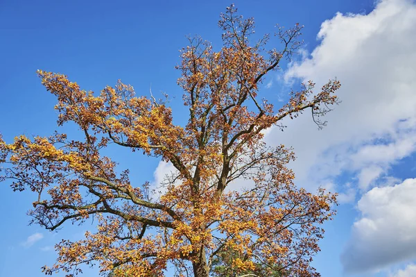 太陽の下でカラフルなオークの木 クエルカス属 の紅葉 — ストック写真