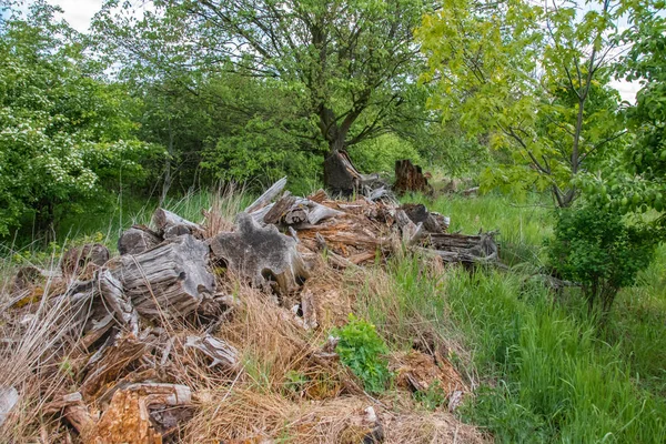 Dry Tree Stumps Have Been Deposited Habitat Small Animals Insects — Stock Photo, Image