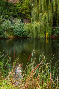 Sahilde bir gölet ve sonbahar ağaçları olan kırsal bir manzara. Ön planda Reed 'i görebilirsiniz. Odaklanmış durumda..