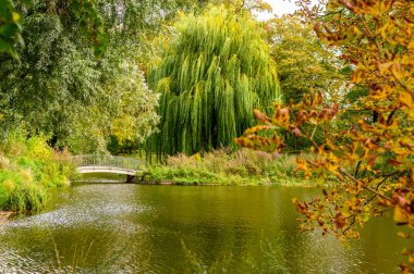Kır manzaralı bir gölet, bir köprü ve kıyıda sonbahar renkli ağaçlar..