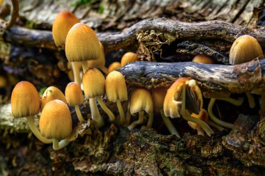 Ağaçta yetişen sonbahar mantarları..