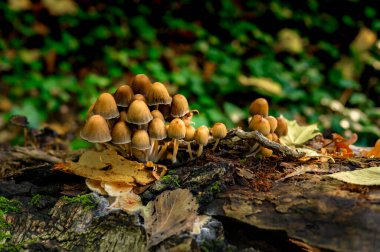 Ağaçta yetişen sonbahar mantarları..