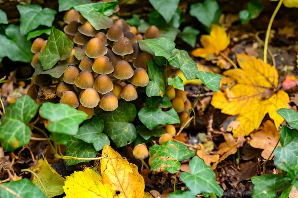 Autumnal Mushrooms Growing Woods Dead Tree — Stock Photo, Image
