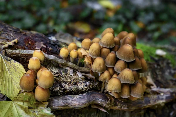 Ağaçta yetişen sonbahar mantarları..