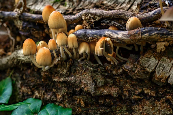 Podzimní Houby Rostou Lese Suchém Stromě — Stock fotografie