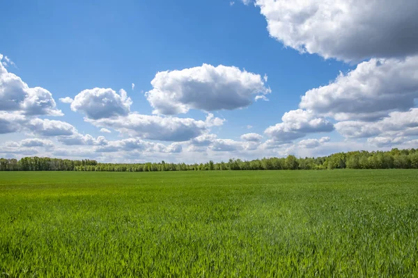 Kilátás Zöld Mezőkre Láthatáron Lévő Fákra Kék Felhős Alatt Brandenburgban — Stock Fotó