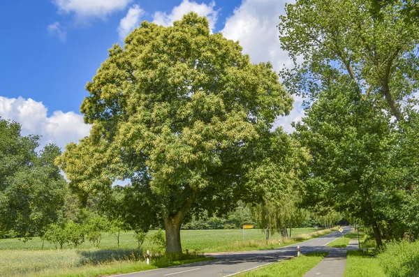 德国下萨克森州蓝天下的一个交叉口 俯瞰着一条通往一棵又大又老的树的乡间小路 — 图库照片