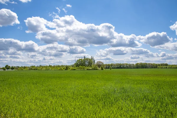 Звертайте Увагу Зелені Поля Дерева Горизонті Під Блакитним Хмарним Небом — стокове фото