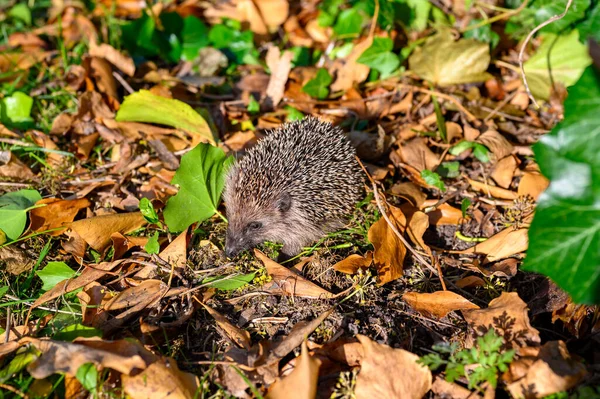 Jeune Hérisson Erinaceus Europaeus Dans Jardin Entre Feuillage Sec Par — Photo