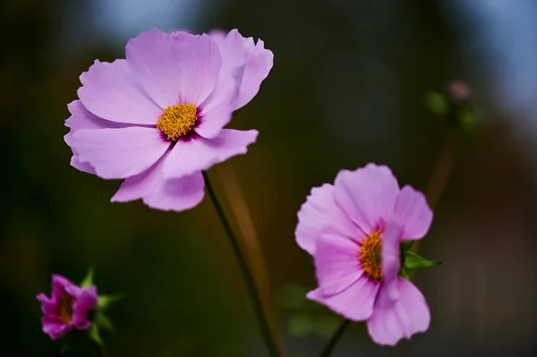 Macro Shot Egy Rózsaszín Kullancsvirág Coreopsis Rosea Napsütésben — Stock Fotó