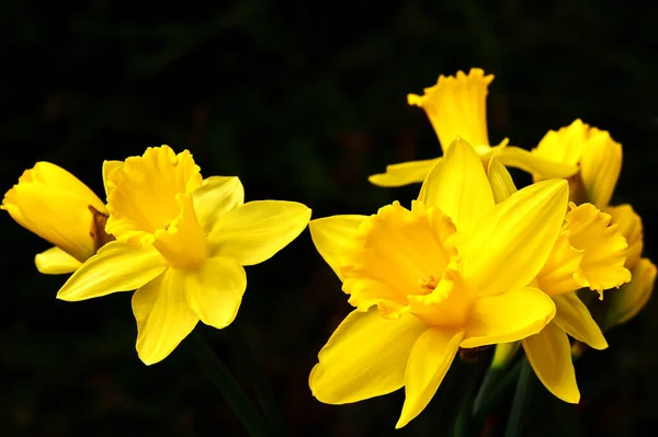Macroshot Egy Jonquil Narcissus Pseudonarcissus Virágaiból Napfényben — Stock Fotó