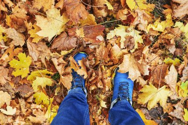 Altın sonbahar yaprakları parkta bir patikada yerde yatıyor. Yaprakların üzerinde duran bir aylak görüyorsunuz..