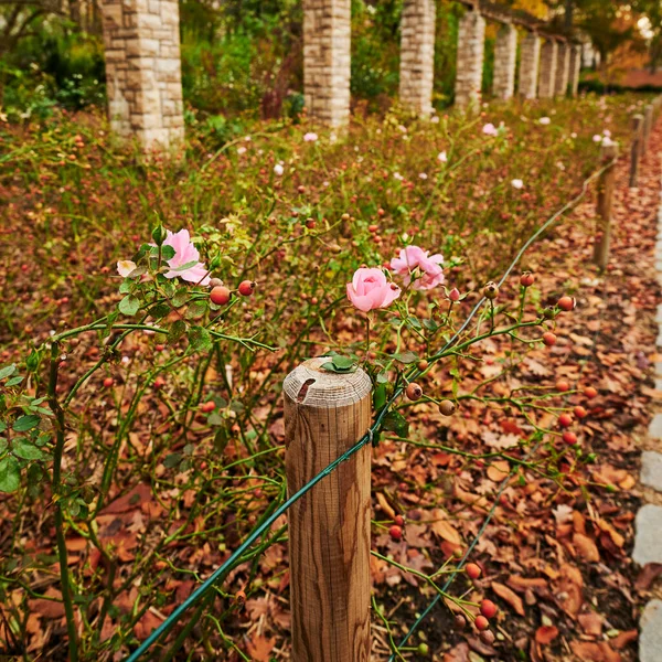 Rosas Rosadas Entre Hojas Otoño Frente Pilares Piedra —  Fotos de Stock