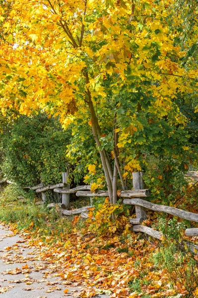 在一条长满金黄叶子的秋天风景的小径上 被风吹日晒的木制栅栏 — 图库照片