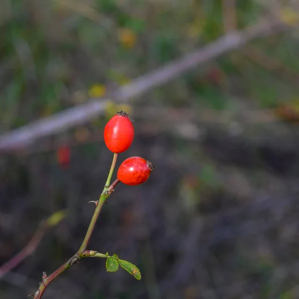 Bright Red Rose Hips Autumn — Stock Photo, Image