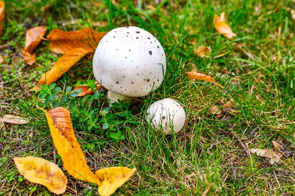 Pilze Auf Einer Wiese Stehen Zwischen Herbstlichem Laub — Stockfoto