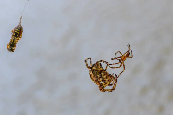 Vechten Tussen Twee Verschillende Grootte Spinnen Voorkant Van Een Huis — Stockfoto