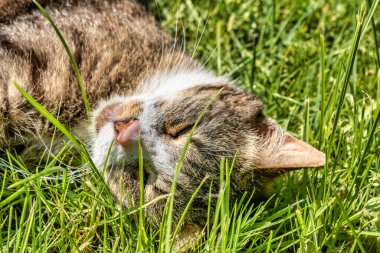 Bahçede güneşin tadını çıkaran genç bir kedi..