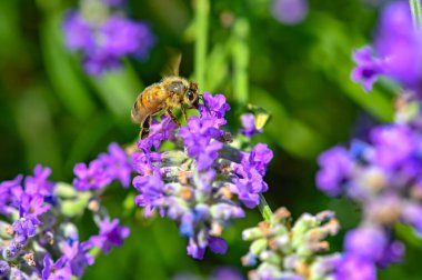 Lavandula angustifolia) yabani bir otlakta lavanta (Apis).