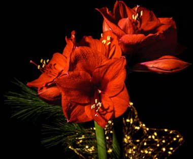 Bouquet of red Amaryllis (Amaryllidaceae), plant genus St. Joseph's lilies (Hippeastrum), in front of a unfocussed star with many small lamps and a dark background with space for text. clipart