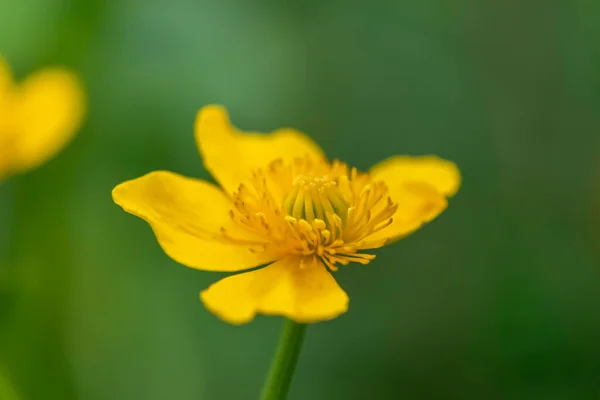 Nahaufnahme Der Blüte Einer Sumpfdotterblume Caltha Palustris Sonnenschein — Stockfoto