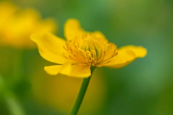 Nahaufnahme Der Blüte Einer Sumpfdotterblume Caltha Palustris Sonnenschein — Stockfoto