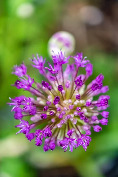 Detailní Záběr Květ Perské Cibule Allium Cristophii Slunci — Stock fotografie