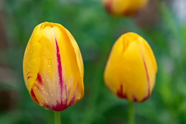 Macro Shot Blossom Tulip Tulipa Drops Water Hanging — Stock Photo, Image