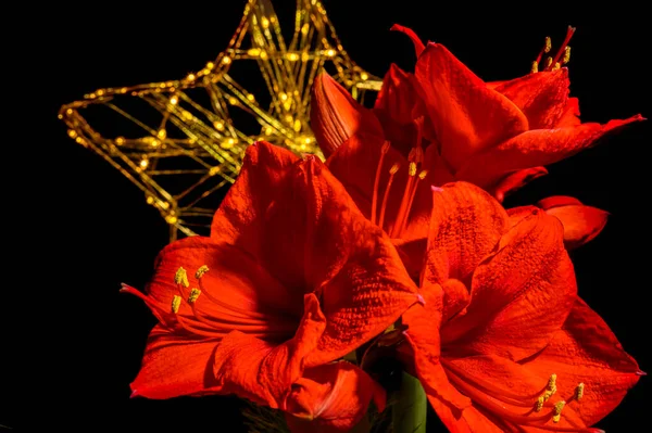 Букет Красного Amaryllis Amaryllidaceae Род Растений Joseph Lilies Hippeastrum Перед — стоковое фото