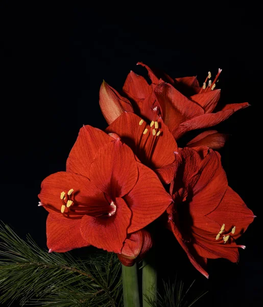 Bouquet Red Amaryllis Amaryllidaceae Plant Genus Joseph Lilies Hippeastrum Front — Stock Photo, Image