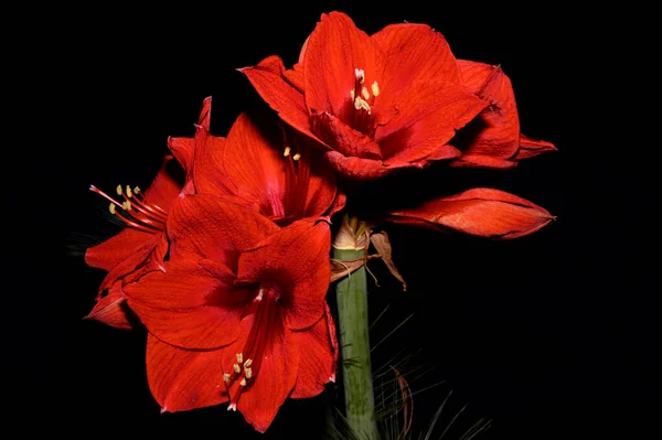 Букет Красного Amaryllis Amaryllidaceae Род Растений Joseph Lilies Hippeastrum Перед — стоковое фото