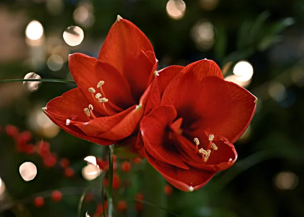 Букет Красного Amaryllis Amaryllidaceae Род Растений Joseph Lilies Hippeastrum Перед — стоковое фото