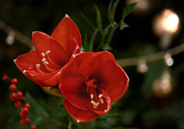 Kırmızı Amaryllis (Amaryllidaceae) buketi, St. Joseph zambakları (Hippeastrum) bitkisi, odaklanmamış lambaların önünde..