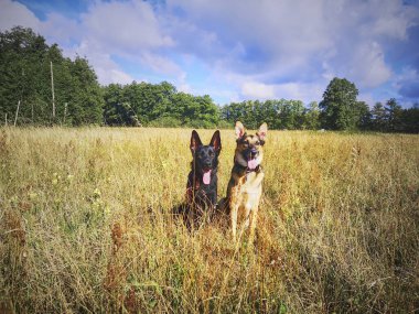 Siyah bir Alman çoban köpeği ve melez bir köpek Alman çoban köpeği ile Labrador köpeği arasında bir tarlada oturuyorlar..