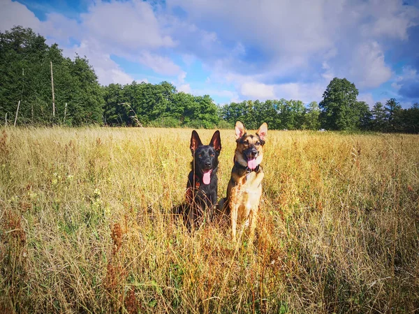 Černý Německý Ovčák Pes Smíšeného Plemene Mezi Německým Ovčákem Labradorským — Stock fotografie