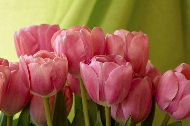 Yeşil arka planda pembe lalelerden oluşan romantik buket (Tulipa, Liliaceae)