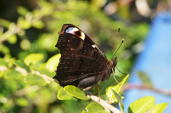 Makroaufnahme Des Unterflügels Eines Pfauenfalters Aglais Mit Gefalteten Flügeln Vor — Stockfoto