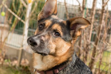 Alman çoban köpeği ile Labrador Retriever arasında melez bir köpek.