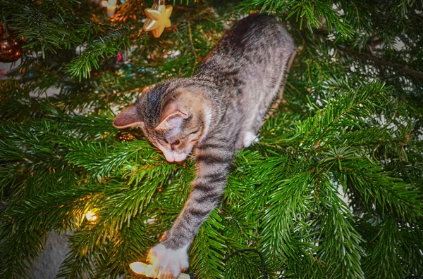 Neugierige Kleine Katze Weihnachtsbaum Spielt Mit Weihnachtsdekoration — Stockfoto