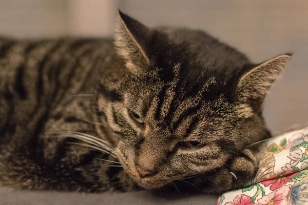 Macroshot Gato Bonito Listrado Relaxado Pouco Depois Acordar — Fotografia de Stock